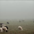 Lauter Ungesättigte in ungesättigten Farben