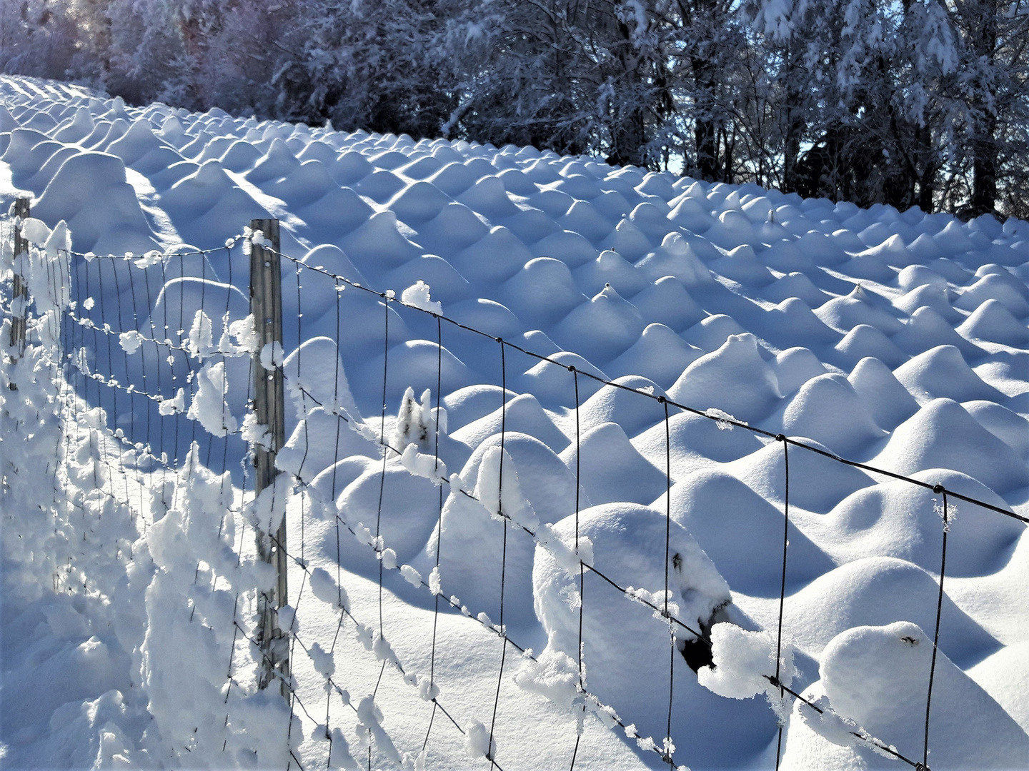 lauter Zuckerhüte auf den Jungtannen