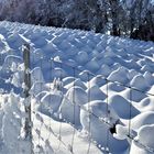 lauter Zuckerhüte auf den Jungtannen