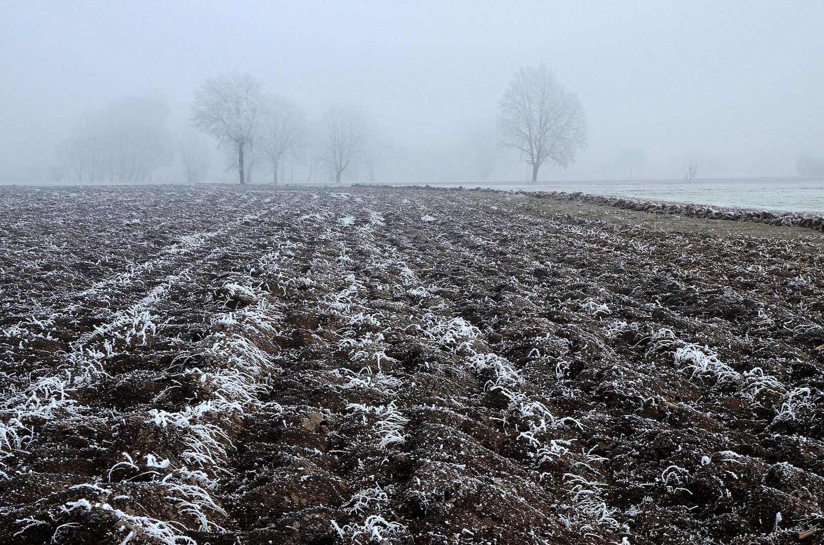 Lauteracher Ried-2