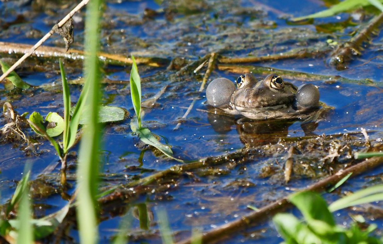 "LAUTES" Konzert am Teich 