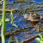 "LAUTES" Konzert am Teich 