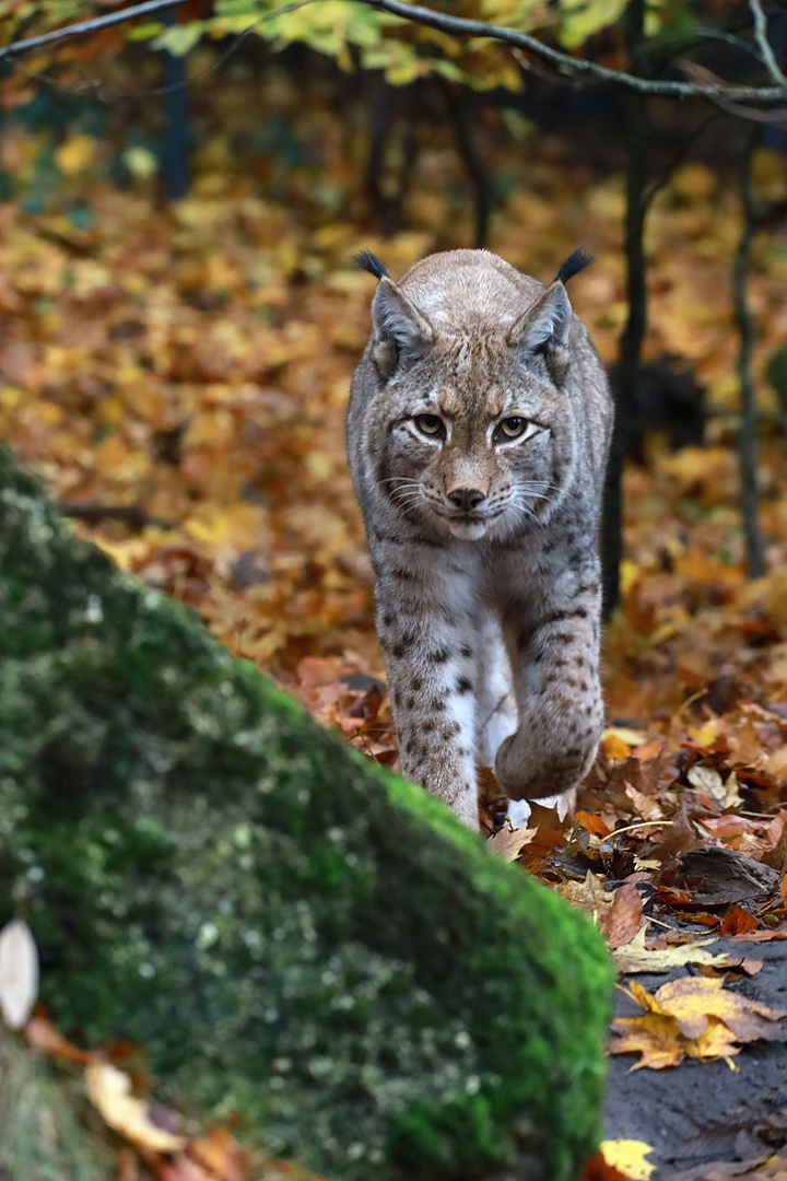 Lautlos im Herbstlaub