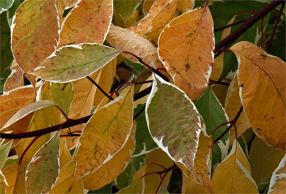 Lautlos schleicht der Herbst heran