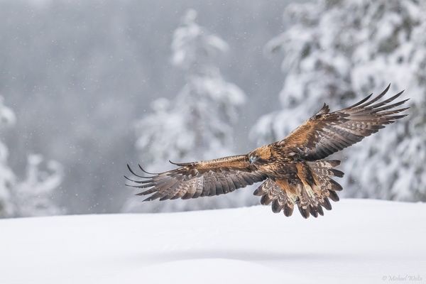 Lautlos schwebt er heran