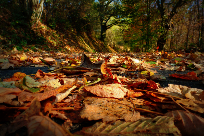 L'automne