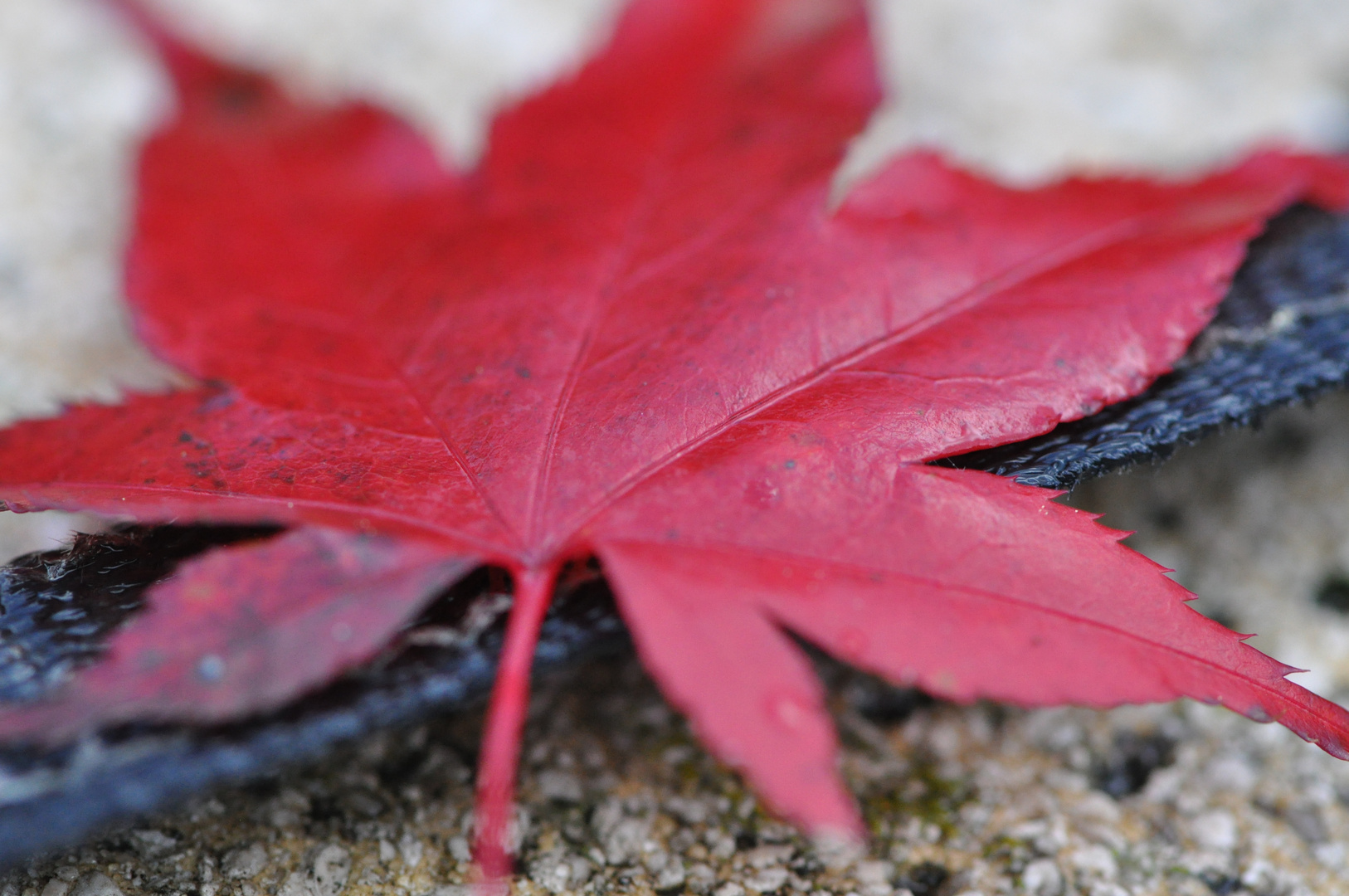 L'automne