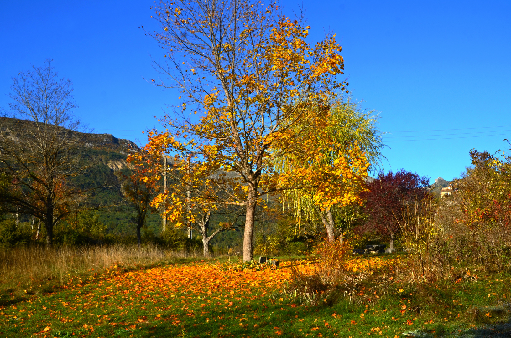   * l'automne *