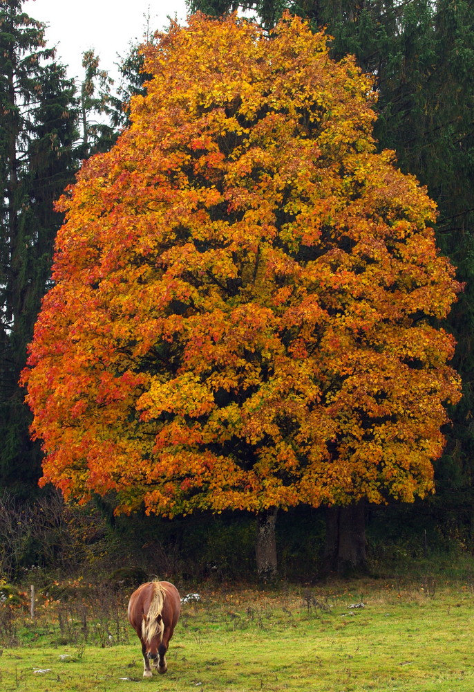 L'Automne