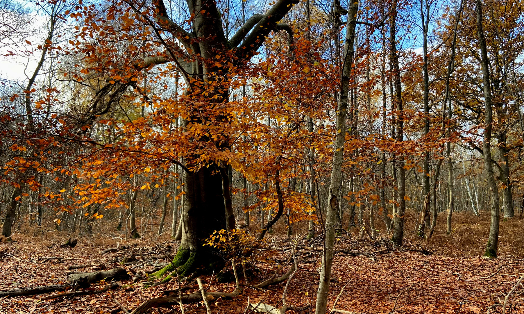 " L'AUTOMNE "