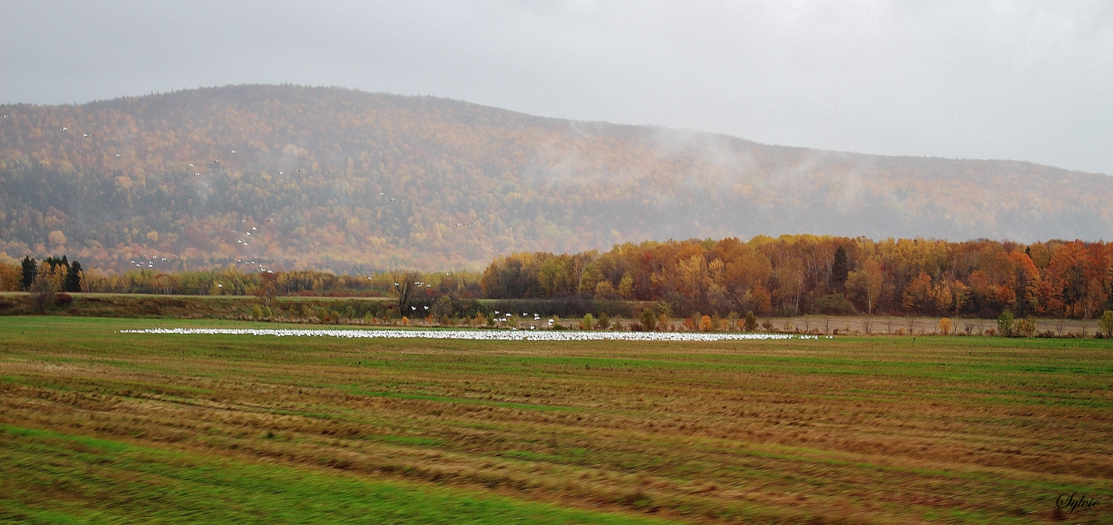 L'automne à bord du petit train léger de Charlevoix # 6