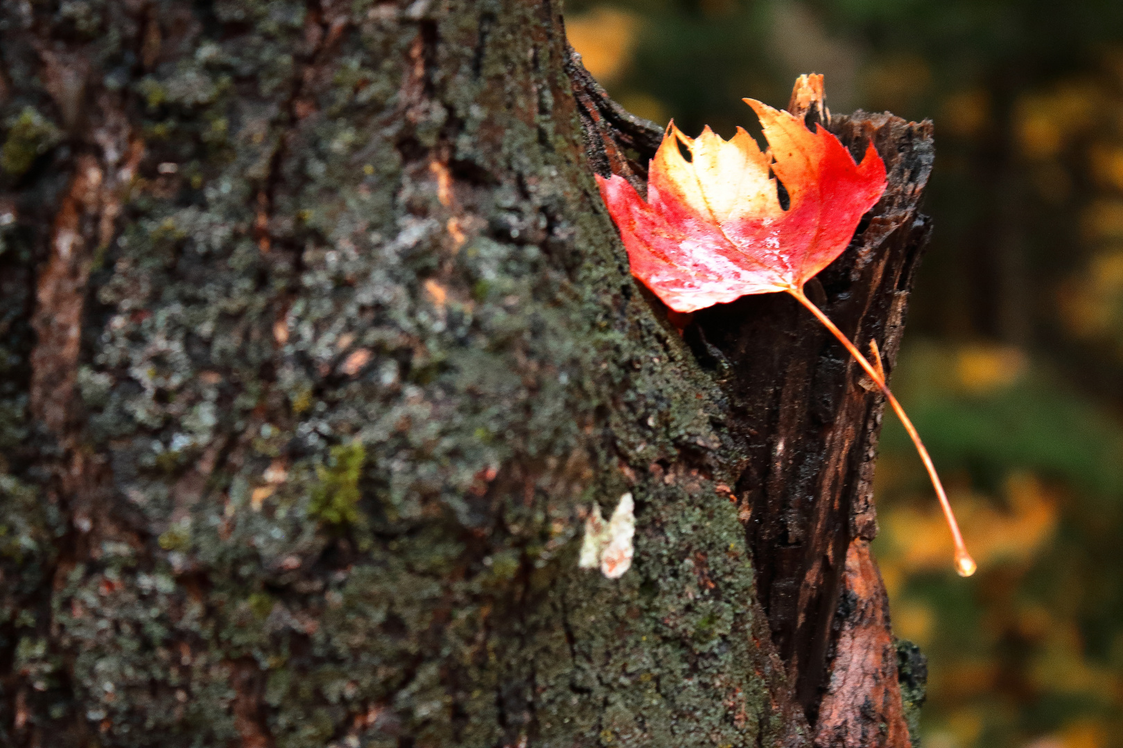 L'automne à fleur de peau