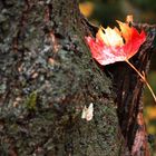 L'automne à fleur de peau