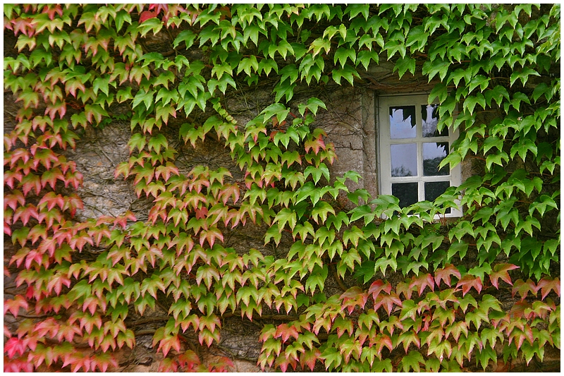 L'automne à la fenêtre