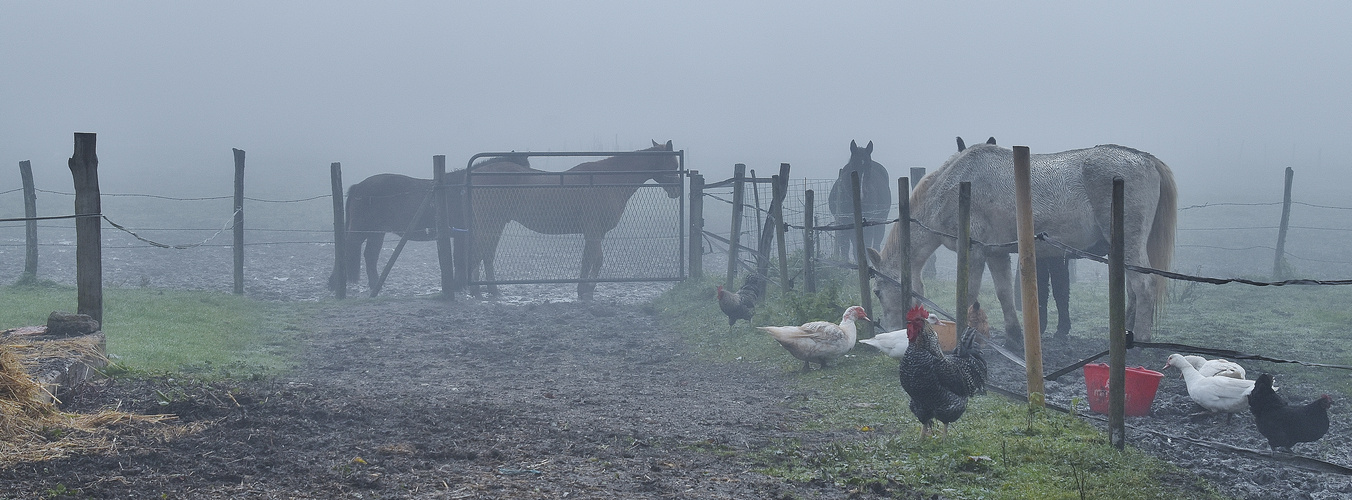 L'automne à la ferme!