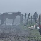 L'automne à la ferme!