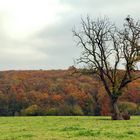 L'automne à Marcinelle