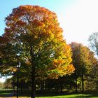 L'automne à Montréal