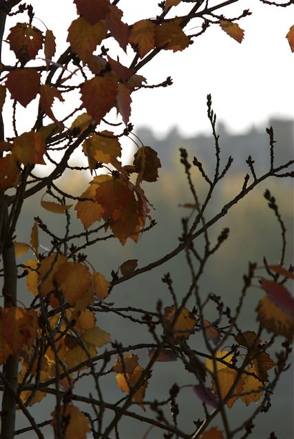 l'automne a paris