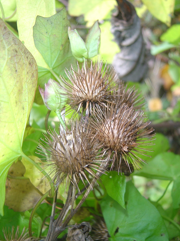 l'automne arrive