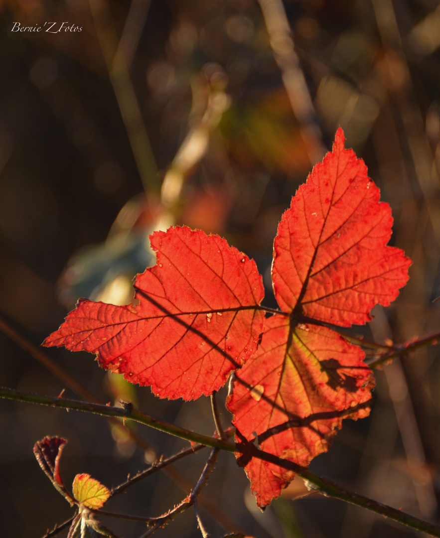 l'automne arrive