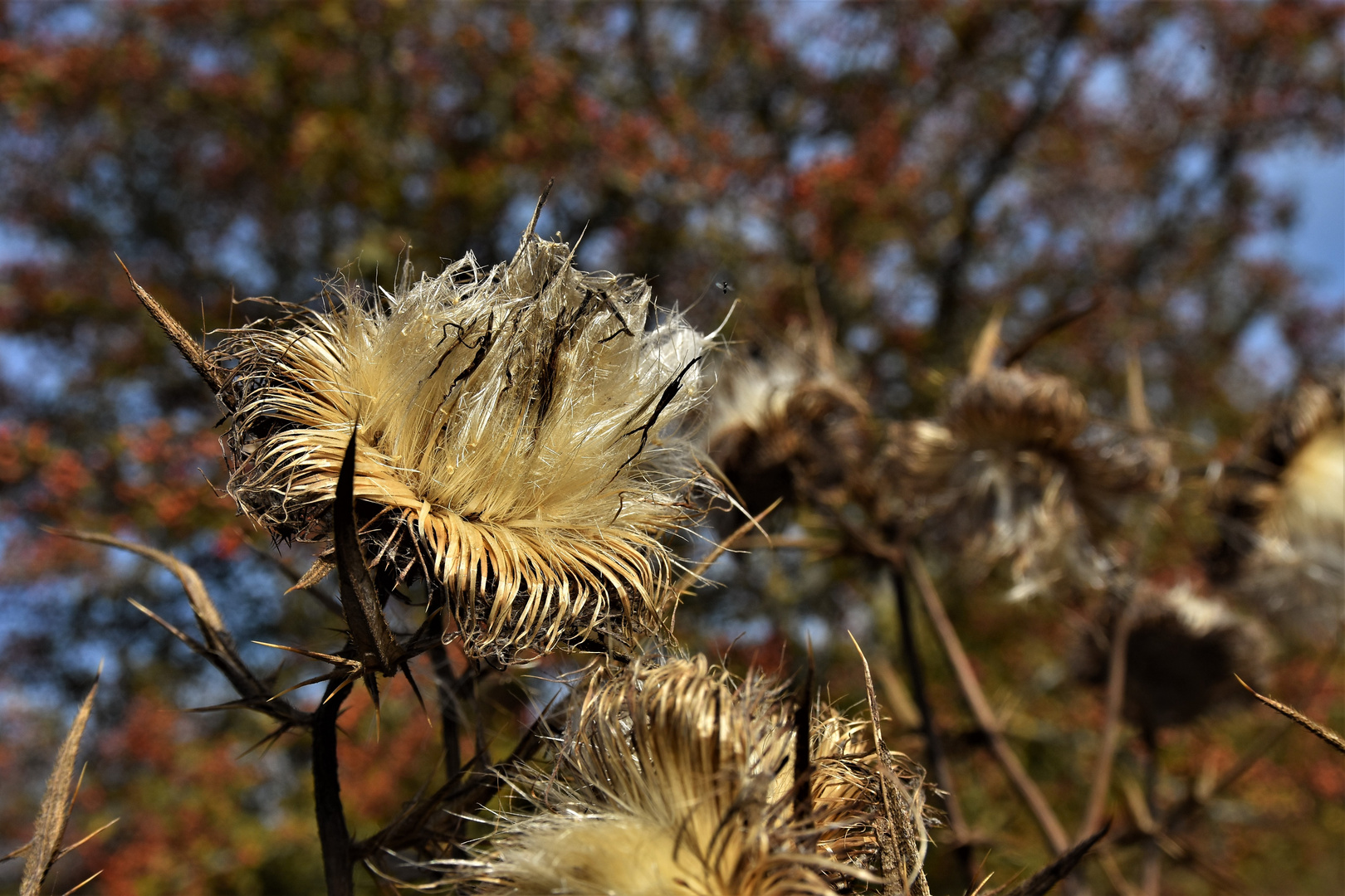 L'automne arrive!!