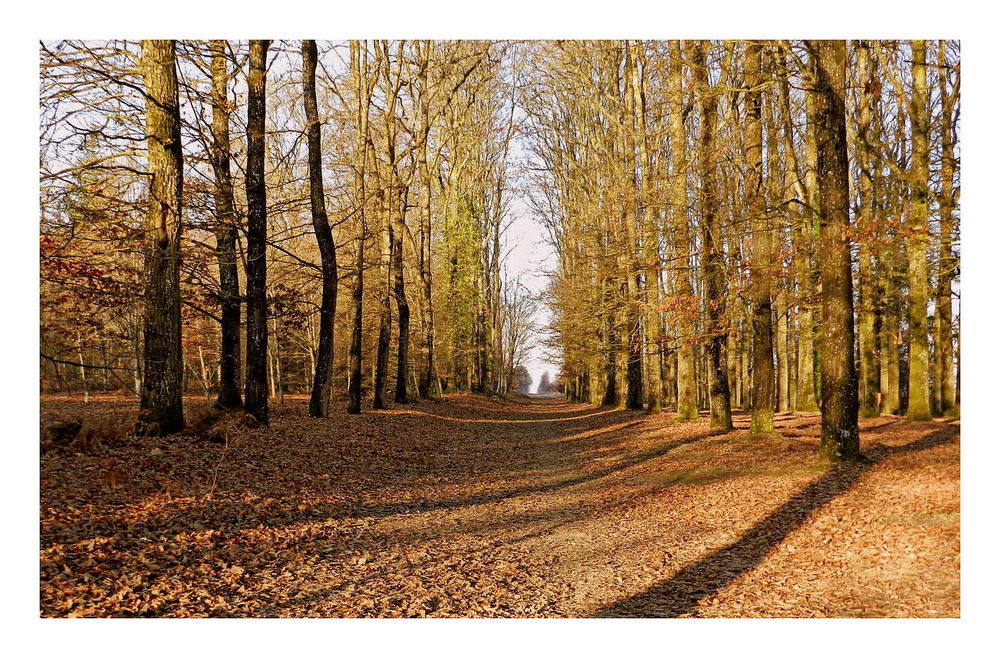 l'automne au bois