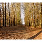 l'automne au bois