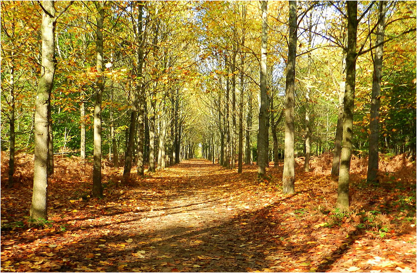 l'automne au bois