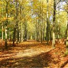 l'automne au bois