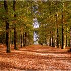 l'automne au bois