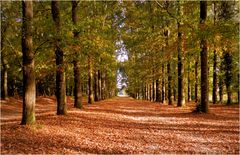 l'automne au bois