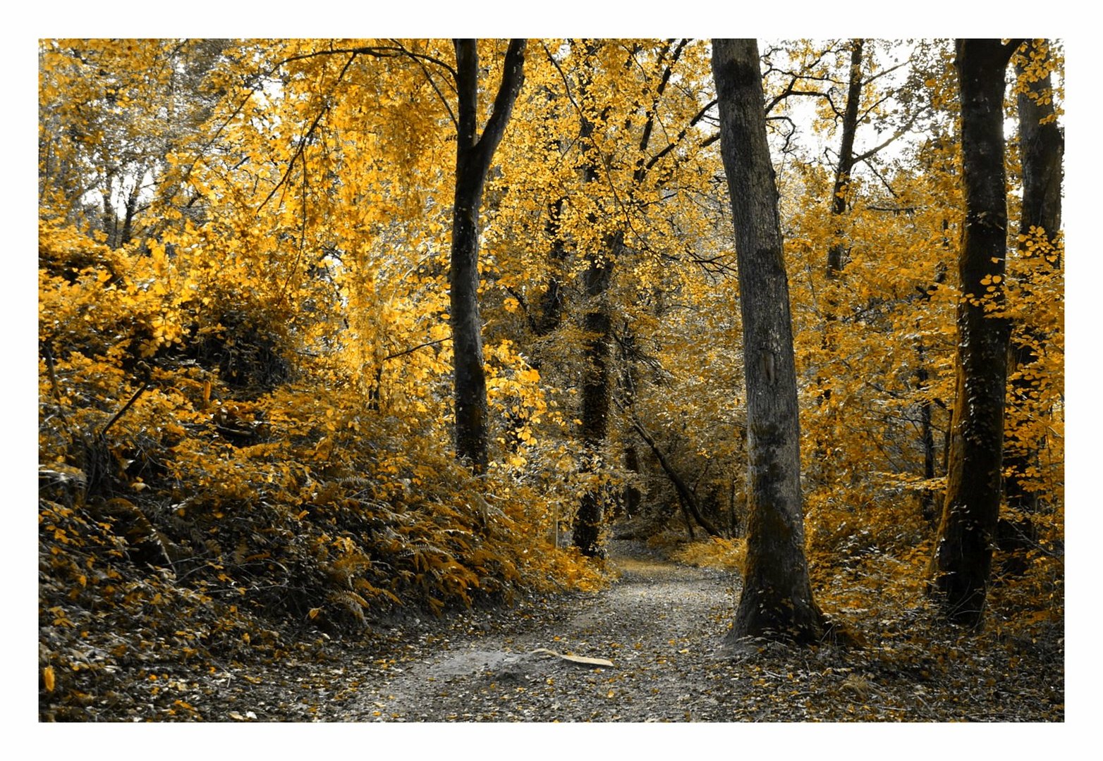 l'automne au bois