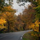 L'automne au bord de la route