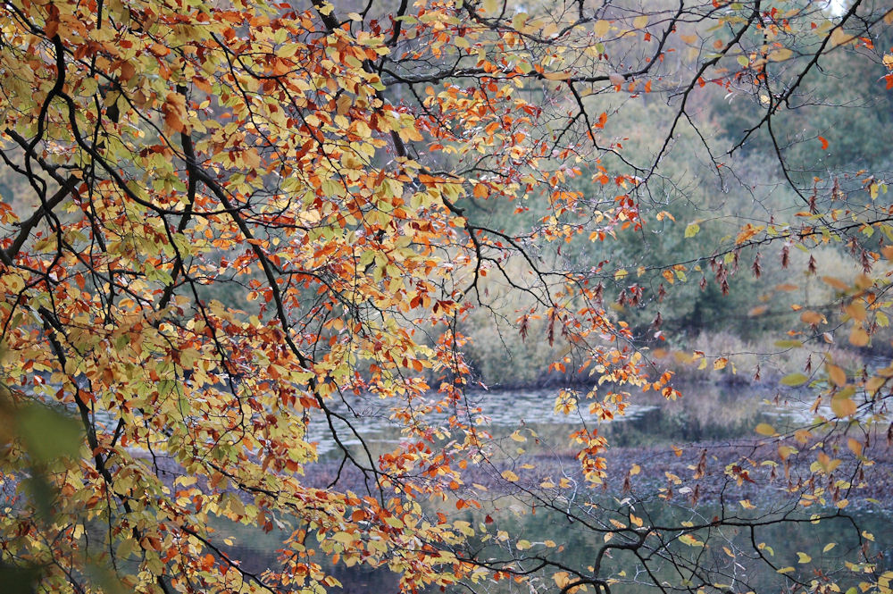 l'automne au bord de l'eau