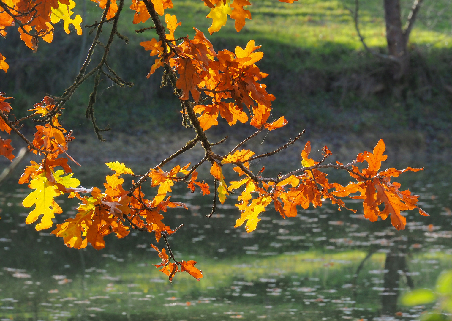 L’automne au-dessus de l’étang derrière chez moi