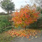 L'automne au jardin ....