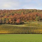 L'automne au pied du Jura ...