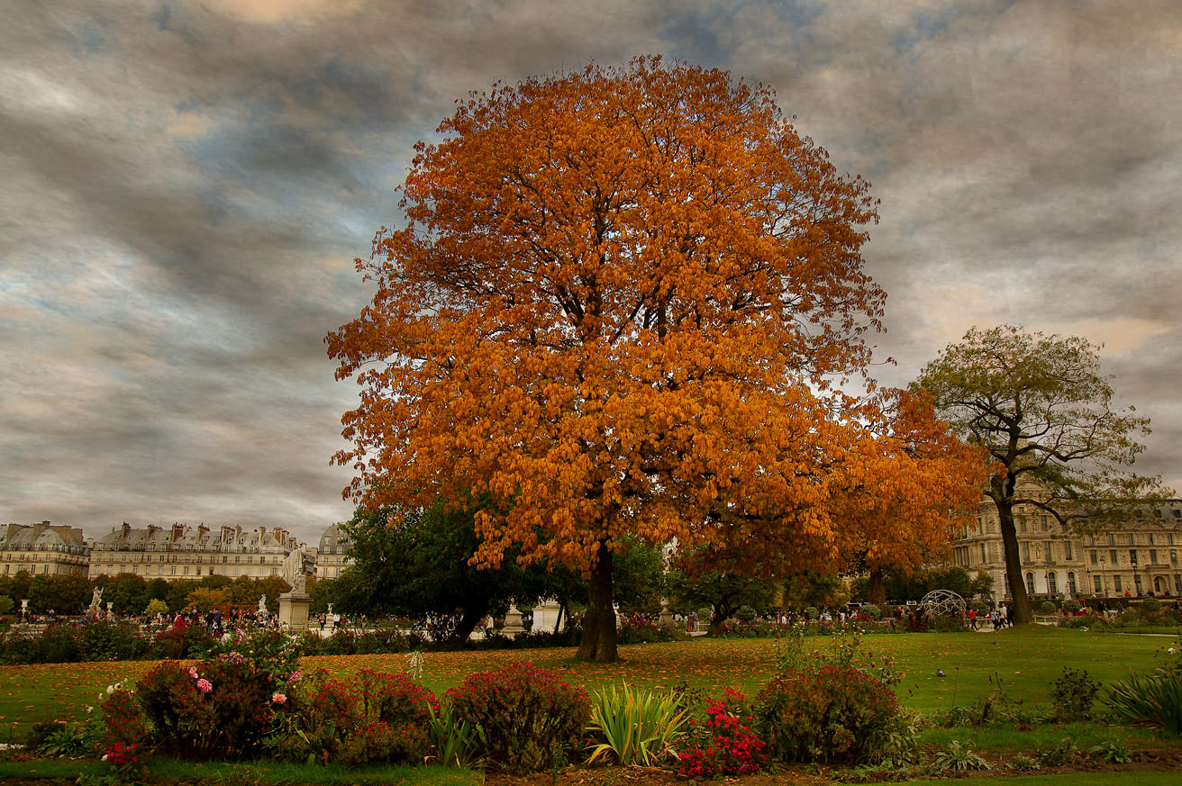 L'AUTOMNE AU TUILERIES...................1