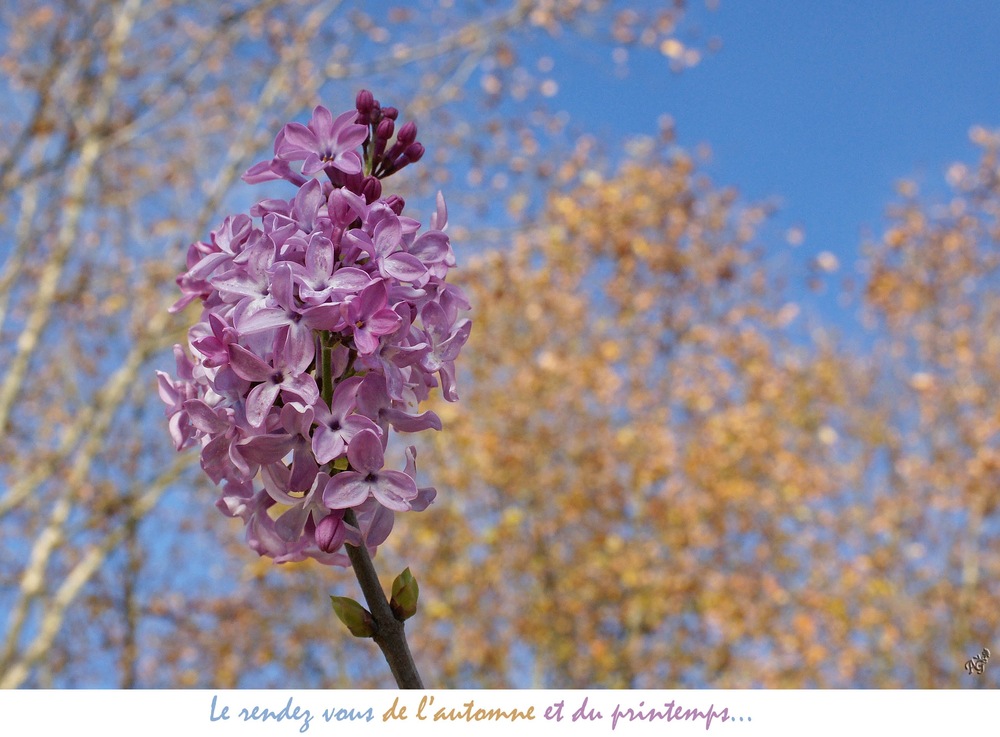 L'automne avec un petit air de printemps....