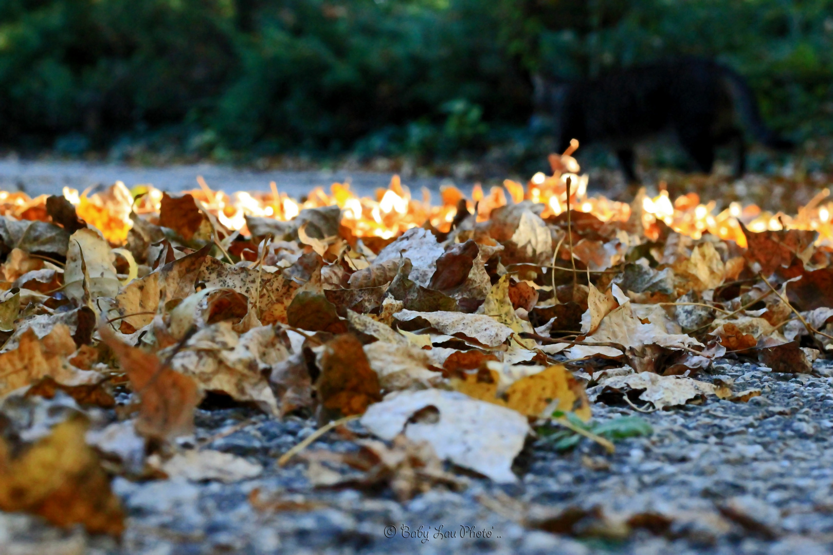 L'Automne ..