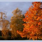 L'automne bien sûr ...