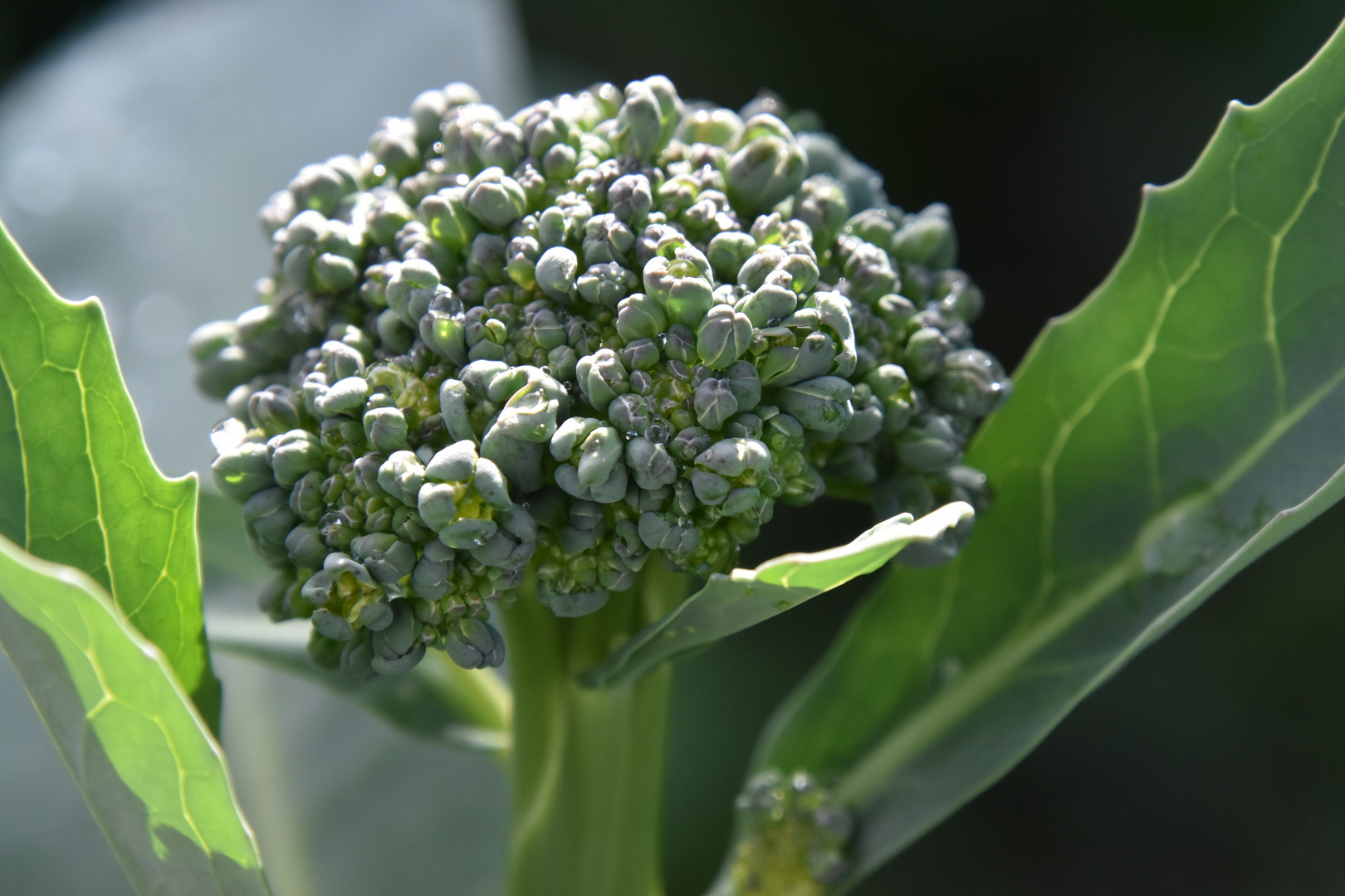 L'automne c'est les derniers légumes du jardin