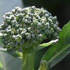 L'automne c'est les derniers légumes du jardin