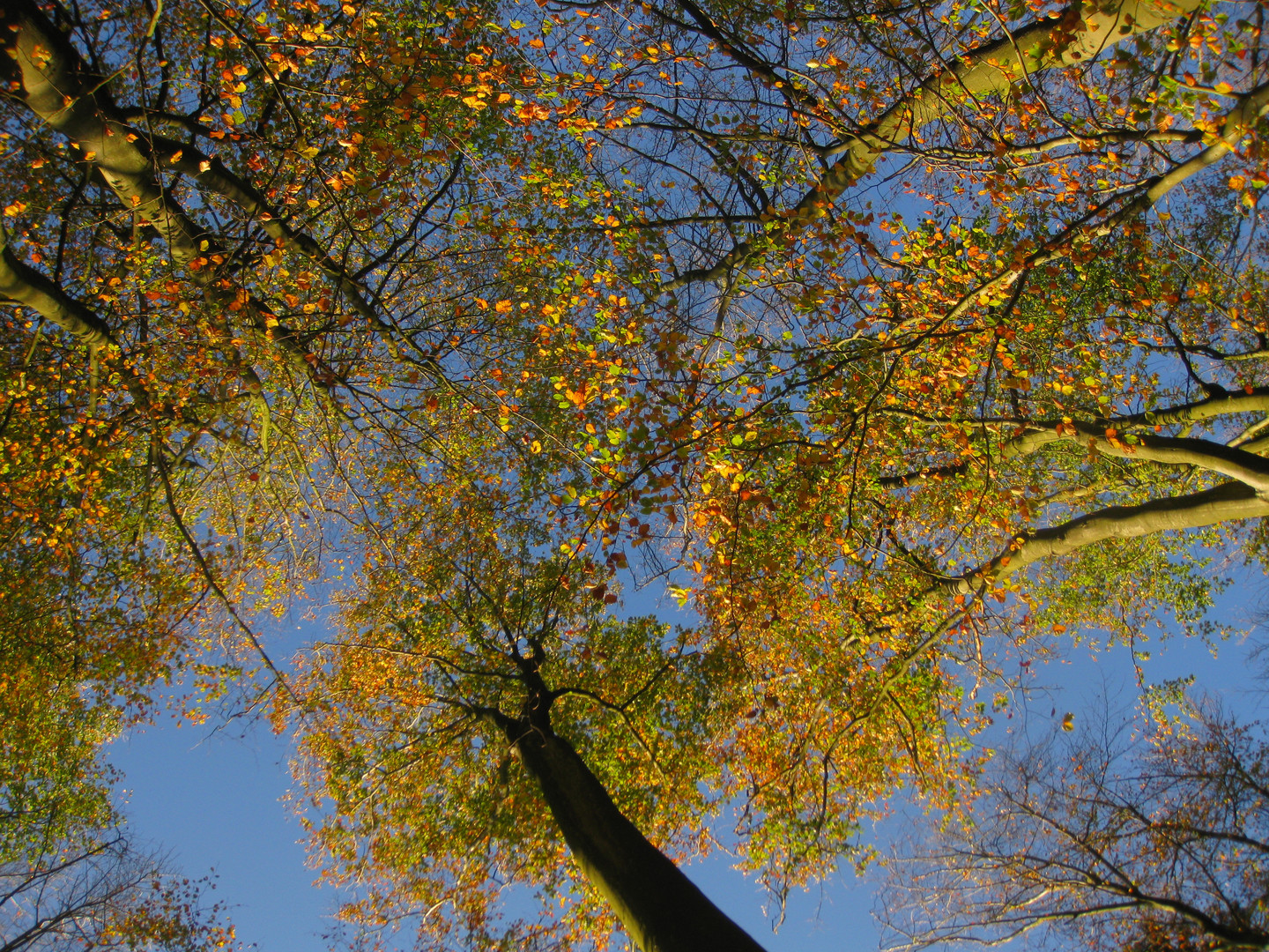 l'automne, comme l'été, se couronne de bleu