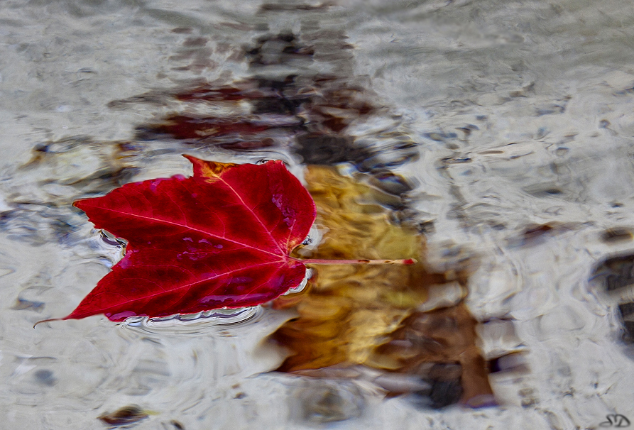 L'automne dans le bassin .