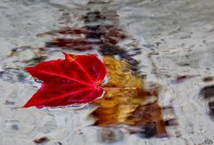 L'automne dans le bassin .