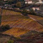 l'automne dans le Beaujolais