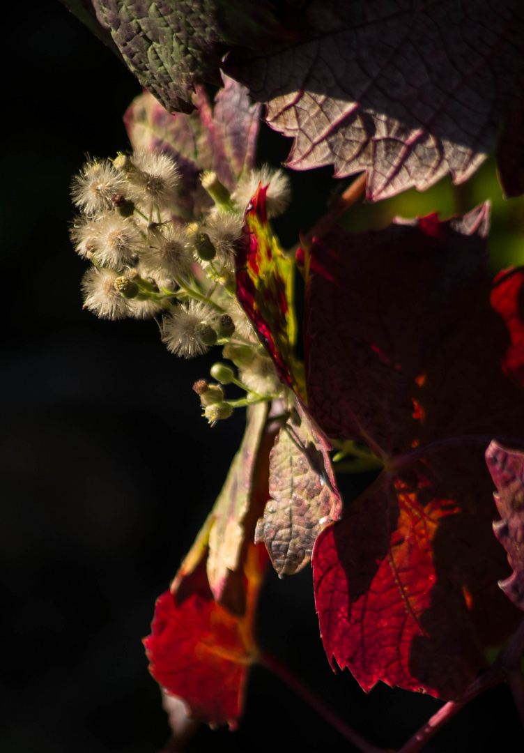 l'automne dans le Beaujolais