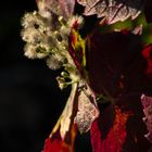 l'automne dans le Beaujolais